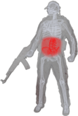 Stomach