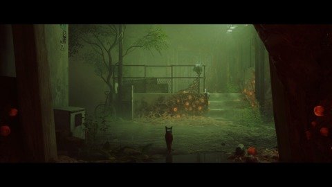 Stray