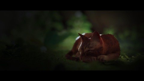 Stray